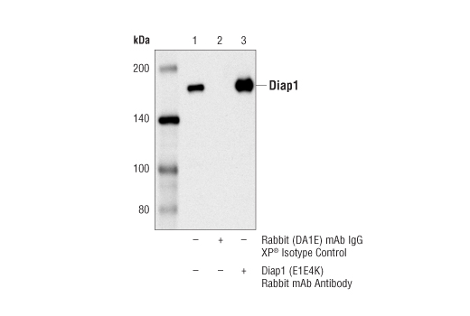 Immunoprecipitation Image 1: Diap1 (E1E4K) Rabbit mAb