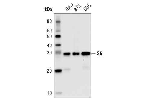 Western Blotting Image 1: S6 Ribosomal Protein (54D2) Mouse mAb (HRP Conjugate)