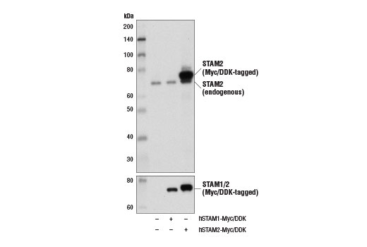 Western Blotting Image 2: STAM2 Antibody