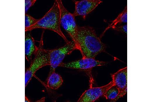 Immunofluorescence Image 1: Sec24C (D9M4N) Rabbit mAb
