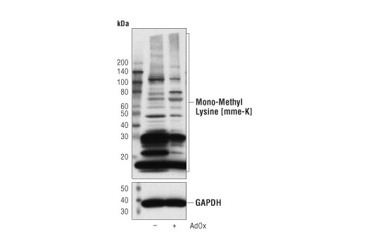 Western Blotting Image 1: Mono-Methyl Lysine [mme-K] MultiMab™ Rabbit mAb mix
