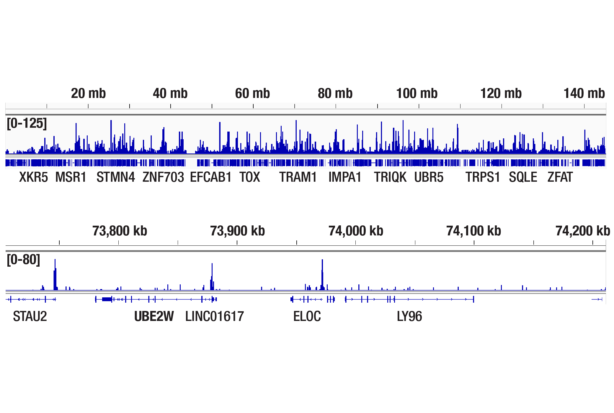 CUT and Tag Image 2: MLL1 (D2M7U) Rabbit mAb (Amino-terminal Antigen)
