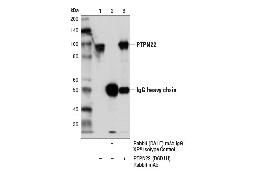 Immunoprecipitation Image 1: PTPN22 (D6D1H) Rabbit mAb