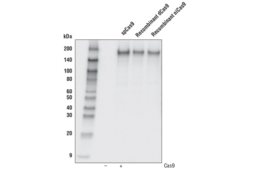 Western Blotting Image 2: Cas9 (S. pyogenes) (7A9-3A3) Mouse mAb