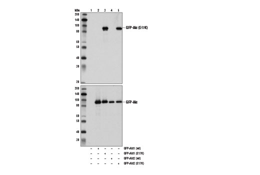Western Blotting Image 1: Akt (E17K Mutant Specific) (D1T7P) Rabbit mAb
