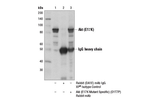 Immunoprecipitation Image 1: Akt (E17K Mutant Specific) (D1T7P) Rabbit mAb