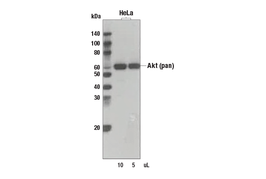 Western Blotting Image 1: Anti-mouse IgG (H+L), Biotinylated Antibody