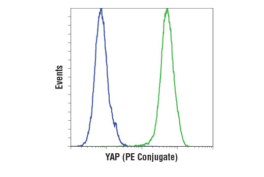 Flow Cytometry Image 1: YAP (D8H1X) XP® Rabbit mAb (PE Conjugate)