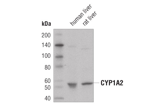Western Blotting Image 1: CYP1A2 (D2V7S) Mouse mAb