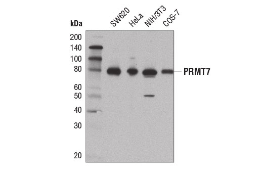  Image 3: PRMT Antibody Sampler Kit