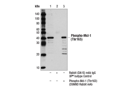 Immunoprecipitation Image 1: Phospho-Mcl-1 (Thr163) (D5M9D) Rabbit mAb