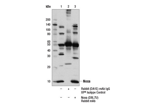 Immunoprecipitation Image 1: Noxa (D8L7U) Rabbit mAb