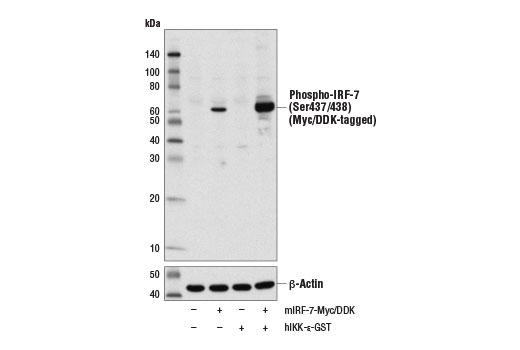 Western Blotting Image 1: Phospho-IRF-7 (Ser437/438) Antibody (Mouse Specific)