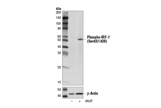 Western Blotting Image 2: Phospho-IRF-7 (Ser437/438) Antibody (Mouse Specific)