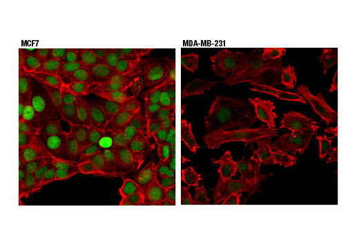 Immunofluorescence Image 1: XPC (D1M5Y) Rabbit mAb