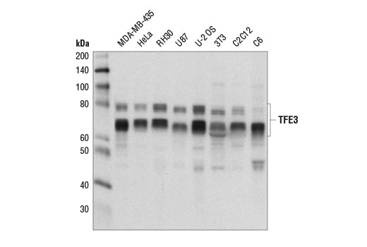 Western Blotting Image 1: TFE3 Antibody