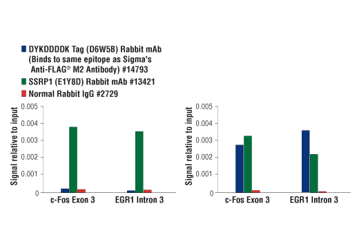 Chromatin Immunoprecipitation Image 1: DYKDDDDK Tag (D6W5B) Rabbit mAb (Binds to same epitope as Sigma's Anti-FLAG® M2 Antibody)