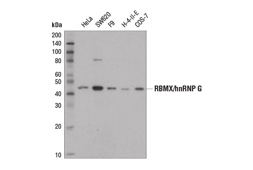 Western Blotting Image 1: RBMX/hnRNP G (D7C2V) Rabbit mAb