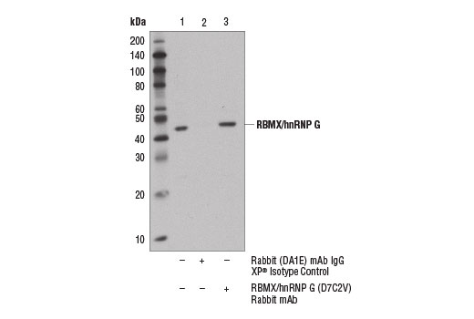 Immunoprecipitation Image 1: RBMX/hnRNP G (D7C2V) Rabbit mAb