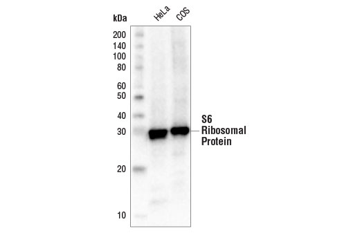 Western Blotting Image 1: S6 Ribosomal Protein (5G10) Rabbit mAb (Biotinylated)