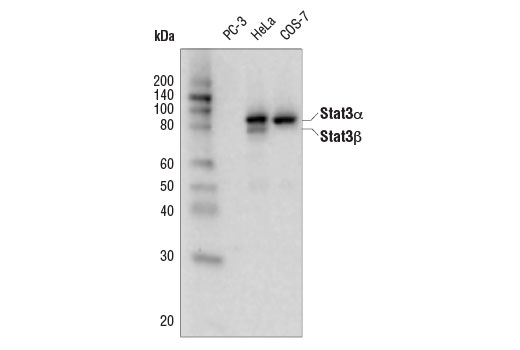 Western Blotting Image 1: Stat3 (D3Z2G) Rabbit mAb (Biotinylated)