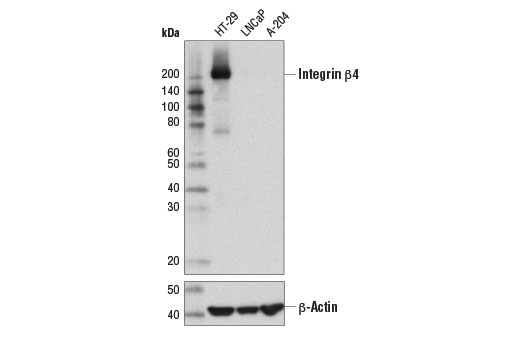  Image 3: Integrin Antibody Sampler Kit