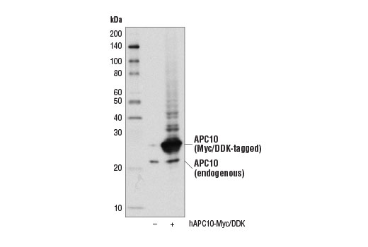 Western Blotting Image 1: APC10 Antibody