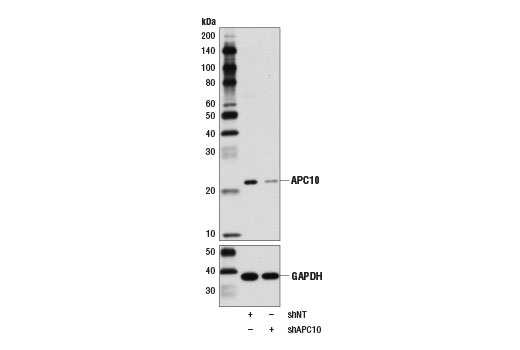 Western Blotting Image 2: APC10 Antibody