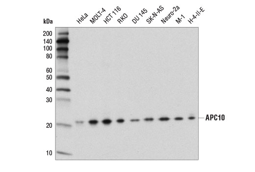Western Blotting Image 3: APC10 Antibody