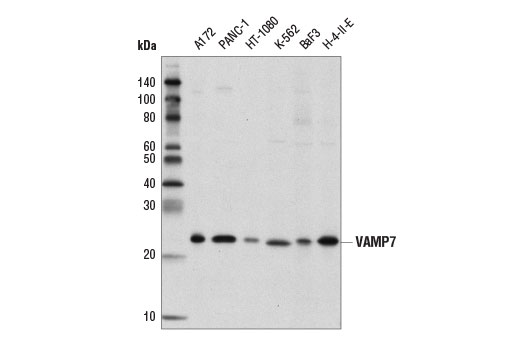 Western Blotting Image 1: VAMP7 (D4D5J) Rabbit mAb