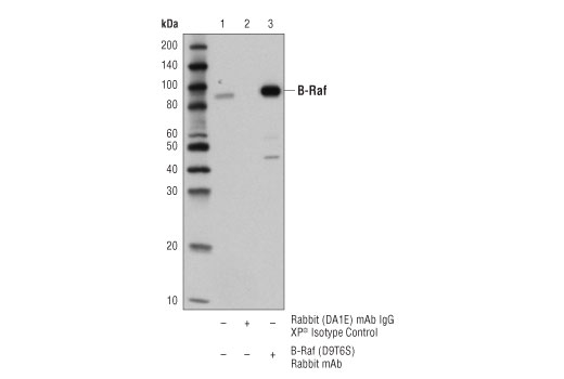 Immunoprecipitation Image 1: B-Raf (D9T6S) Rabbit mAb