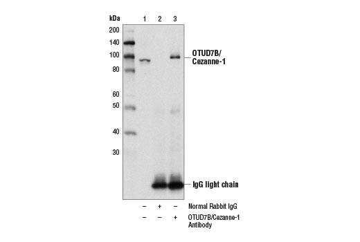 Immunoprecipitation Image 1: OTUD7B/Cezanne-1 Antibody
