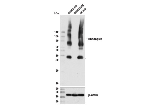 Western Blotting Image 1: Rhodopsin (D1N7X) Rabbit mAb