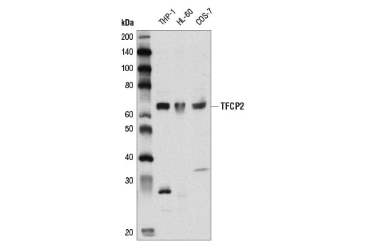 Western Blotting Image 1: TFCP2 Antibody