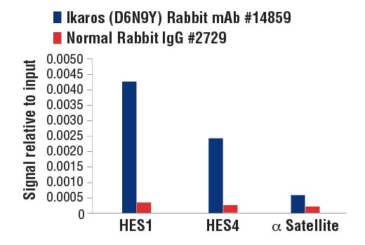 Chromatin Immunoprecipitation Image 3: Ikaros (D6N9Y) Rabbit mAb