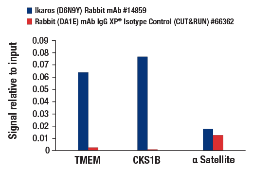 CUT and RUN Image 3: Ikaros (D6N9Y) Rabbit mAb