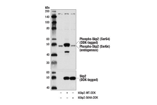 Western Blotting Image 2: Phospho-Skp2 (Ser64) Antibody