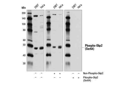 Western Blotting Image 3: Phospho-Skp2 (Ser64) Antibody