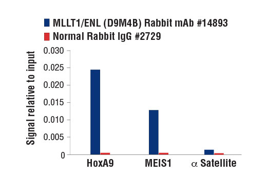 Chromatin Immunoprecipitation Image 3: MLLT1/ENL (D9M4B) Rabbit mAb