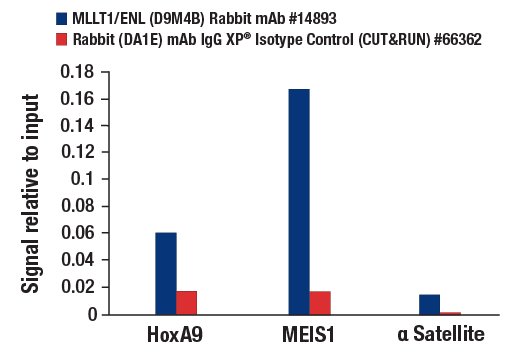 CUT and RUN Image 3: MLLT1/ENL (D9M4B) Rabbit mAb