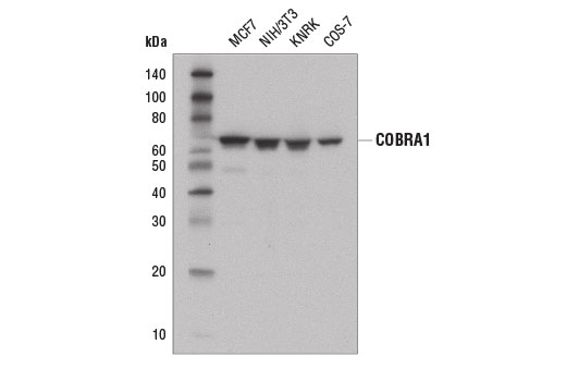 Western Blotting Image 1: COBRA1 (D6K9A) Rabbit mAb