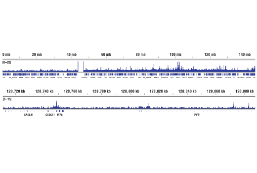 Chromatin Immunoprecipitation Image 2: COBRA1 (D6K9A) Rabbit mAb