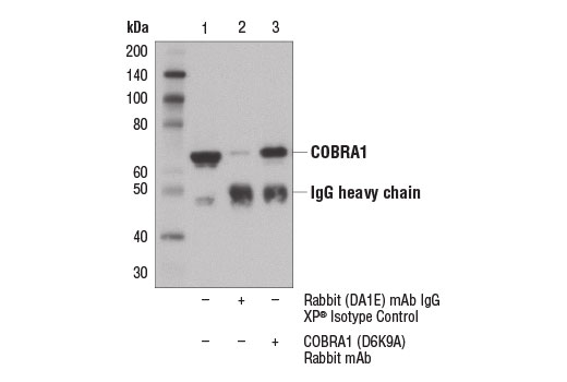 Immunoprecipitation Image 1: COBRA1 (D6K9A) Rabbit mAb
