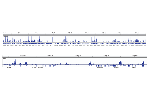 Chromatin Immunoprecipitation Image 2: BCL6 (D4I2V) XP® Rabbit mAb
