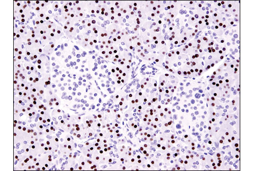 Immunohistochemistry Image 1: MIST1/bHLHa15 (D7N4B) XP® Rabbit mAb