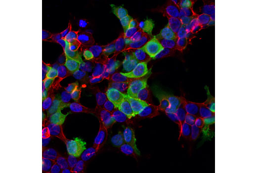 Immunofluorescence Image 1: His-Tag (D3I1O) XP® Rabbit mAb (Alexa Fluor® 488 Conjugate)
