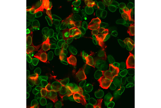 Immunofluorescence Image 1: His-Tag (D3I1O) XP® Rabbit mAb (Alexa Fluor® 647 Conjugate)