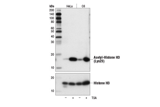 Western Blotting Image 1: Acetyl-Histone H3 (Lys23) (D6Y7M) Rabbit mAb