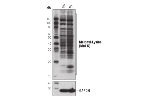 Western Blotting Image 1: Malonyl-Lysine [Mal-K] MultiMab™ Rabbit mAb mix