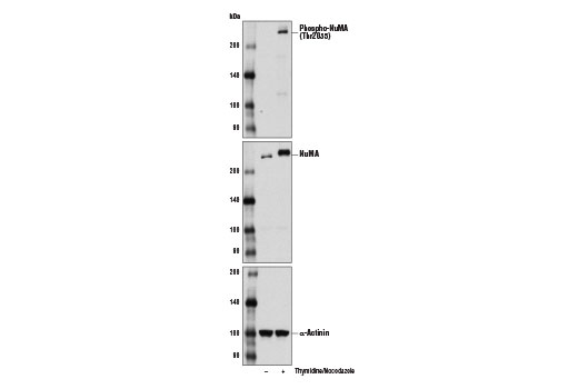 Western Blotting Image 1: Phospho-NuMA (Thr2055) Antibody